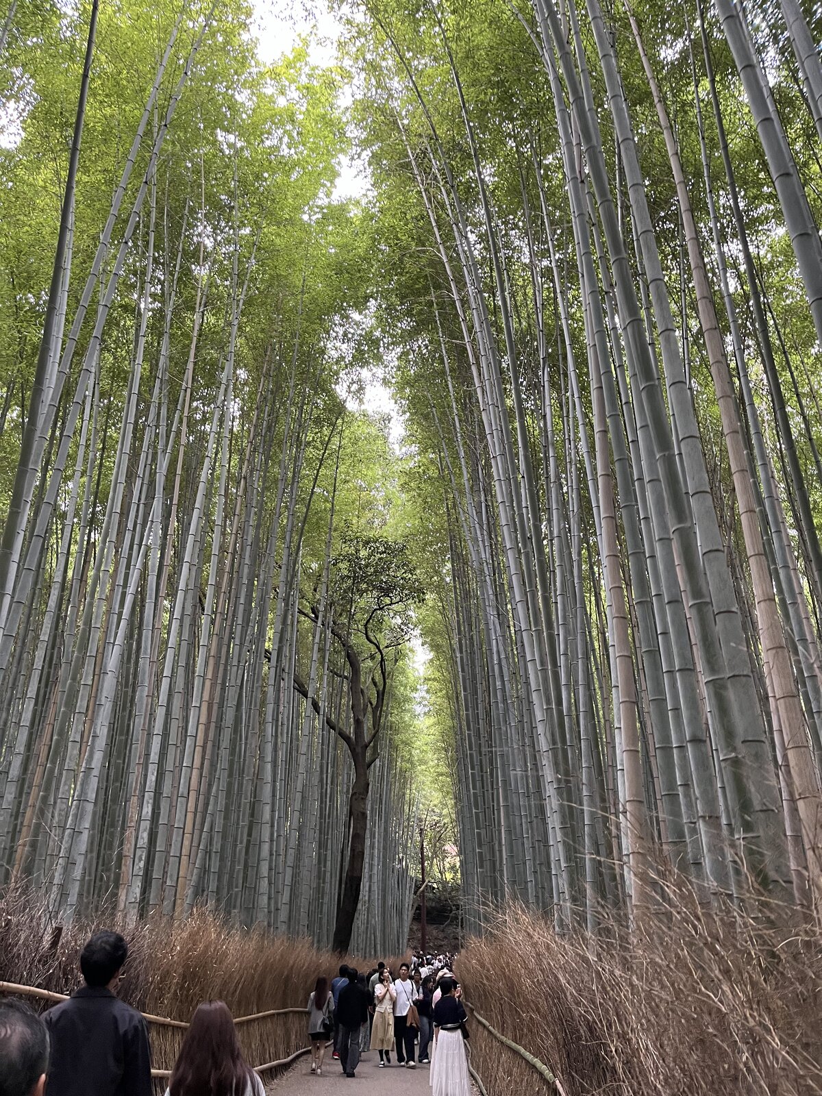 嵐山 竹林の小径